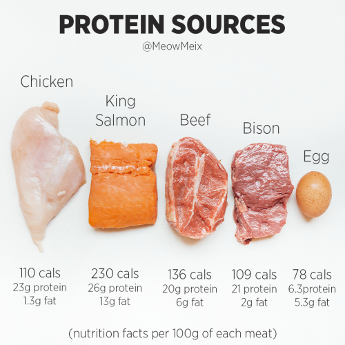 Why Protein is Important - MeowMeix